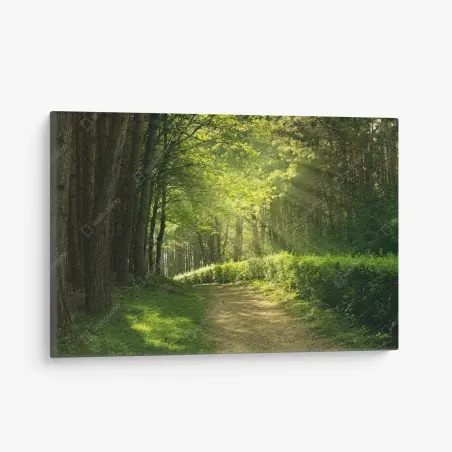 Cuadro en lienzo sendero luminoso en el bosque – Pixers®
