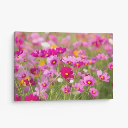 Cuadro en lienzo campo de cosmos rosados en flor – Pixers®