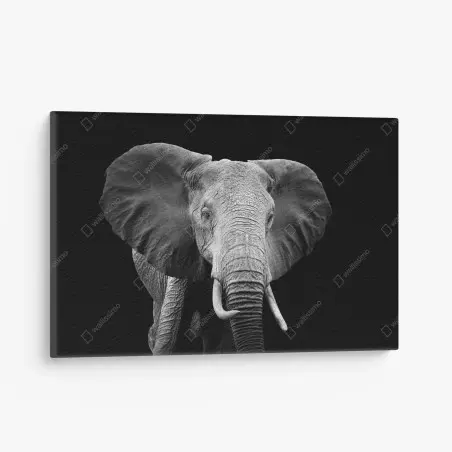Cuadro en lienzo elefante en blanco y negro, mirada majestuosa – Pixers®