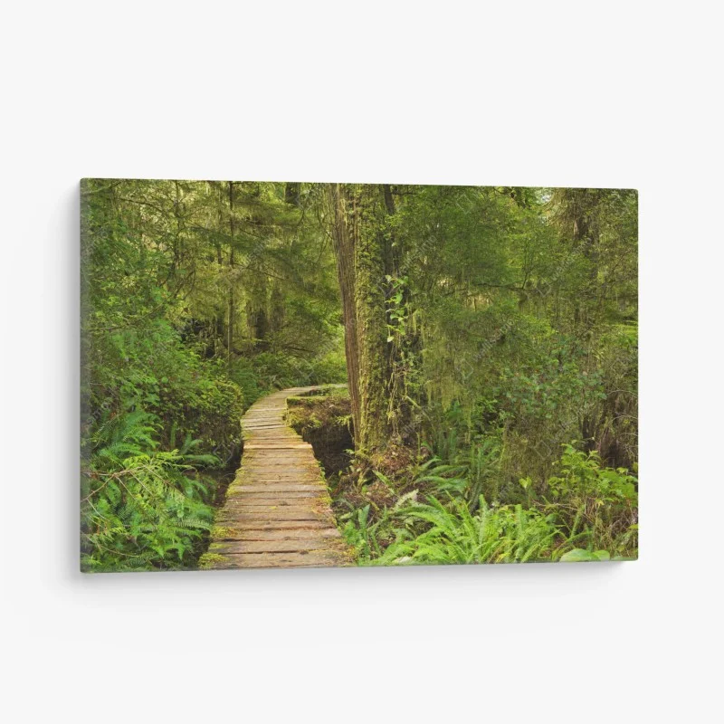 Cuadro en lienzo sendero místico en Pacific Rim, isla de Vancouver