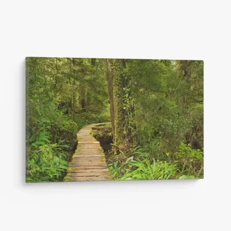 Cuadro en lienzo sendero místico en Pacific Rim, isla de Vancouver – Pixers®