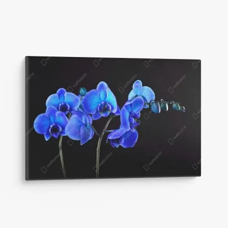 Cuadro en lienzo orquídea azul sobre fondo negro – Pixers®