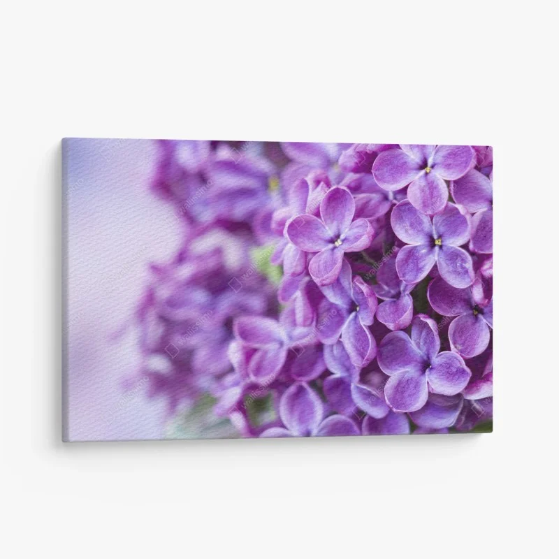 Cuadro en lienzo lilas moradas en primer plano para decoración