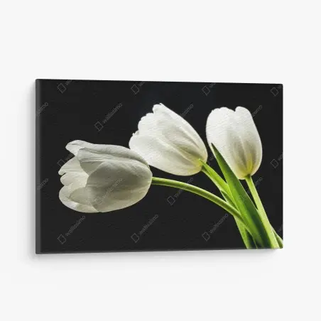 Cuadro en lienzo elegancia de tulipanes blancos sobre fondo negro – Pixers®