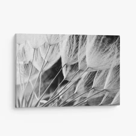 Cuadro en lienzo detalle delicado de semillas de diente de león en blanco y negro – Pixers®