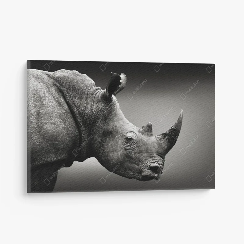 Cuadro en lienzo retrato monocromo de rinoceronte de Sudáfrica