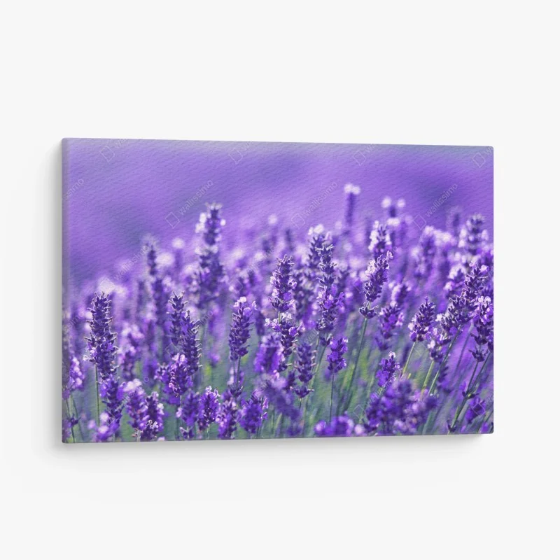 Cuadro en lienzo campo de lavanda en primer plano