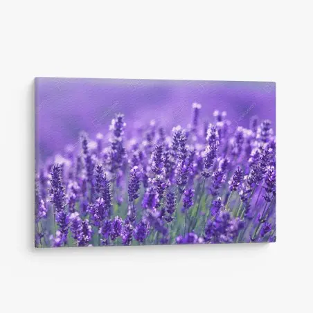 Cuadro en lienzo campo de lavanda en primer plano – Pixers®