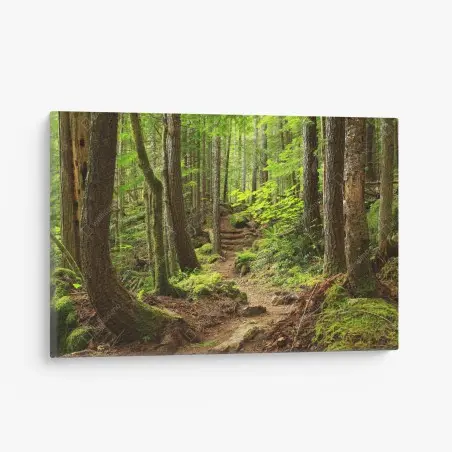 Cuadro en lienzo sendero en bosque esmeralda – Pixers®
