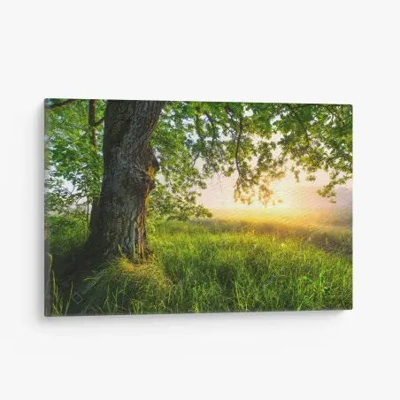 Cuadro en lienzo roble majestuoso al amanecer – Pixers®