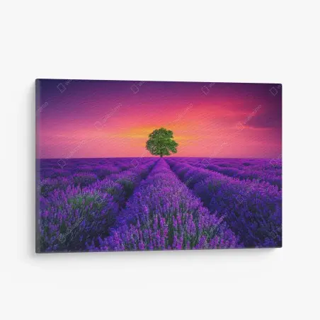 Cuadro en lienzo árbol solitario entre campos de lavanda al atardecer – Pixers®