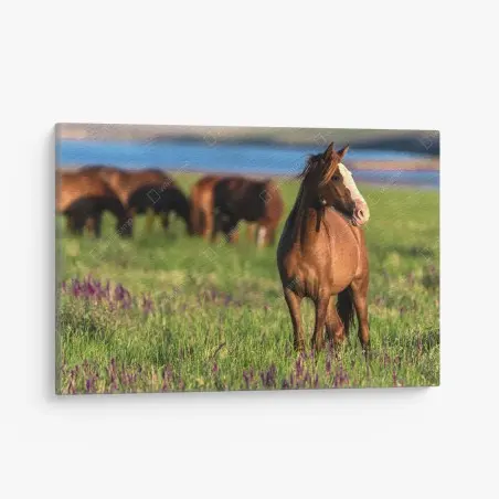 Cuadro en lienzo caballo en pradera al atardecer – Pixers®