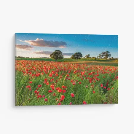 Cuadro en lienzo campo de amapolas en Corbridge, Northumberland – Pixers®