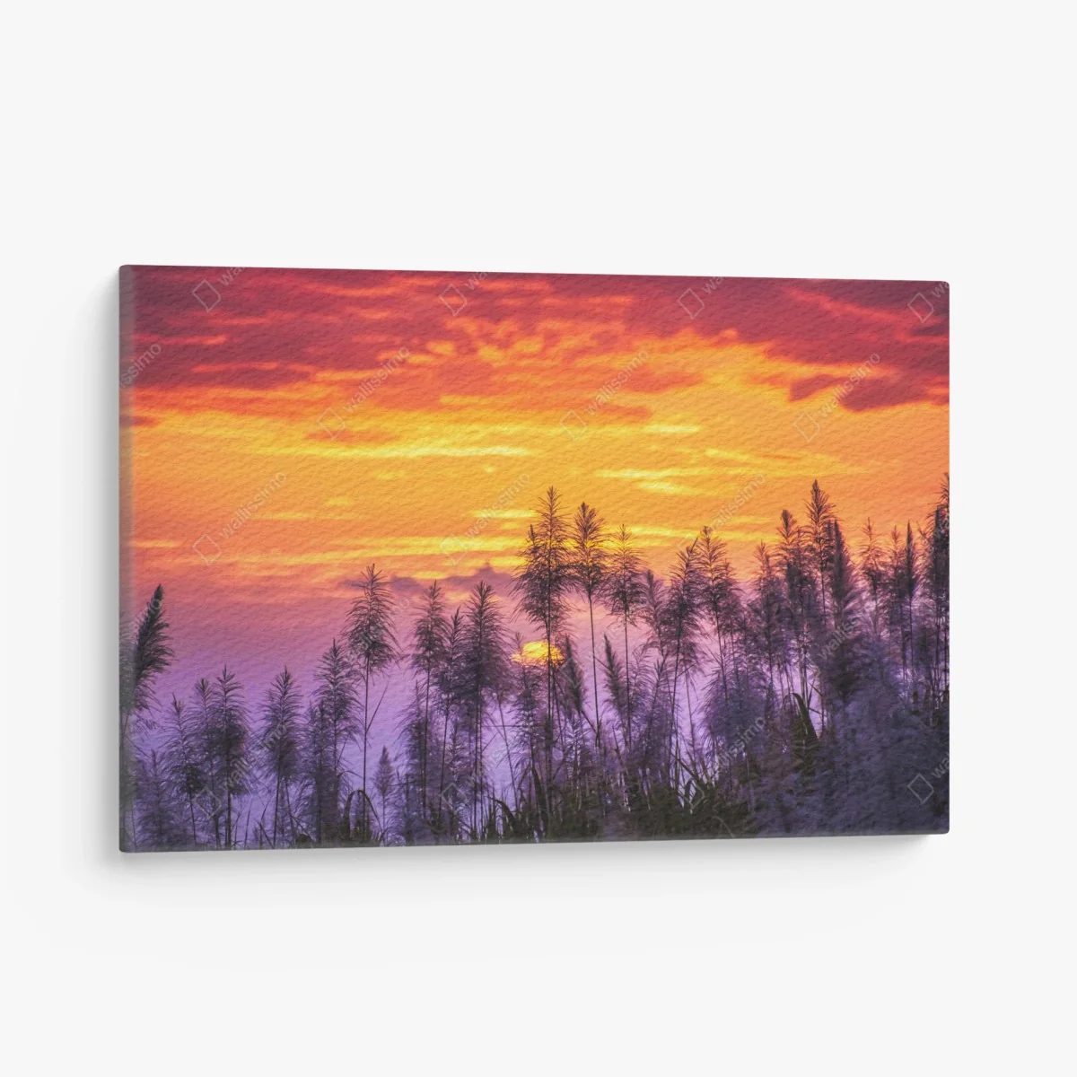 Cuadro en lienzo puesta de sol entre cañas silvestres – Pixers® Cuadro en lienzo puesta de sol entre cañas silvestres – Pixers®