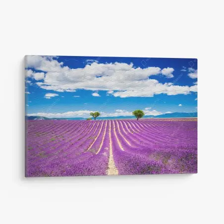 Cuadro en lienzo campo de lavanda en Provenza al atardecer – Pixers®