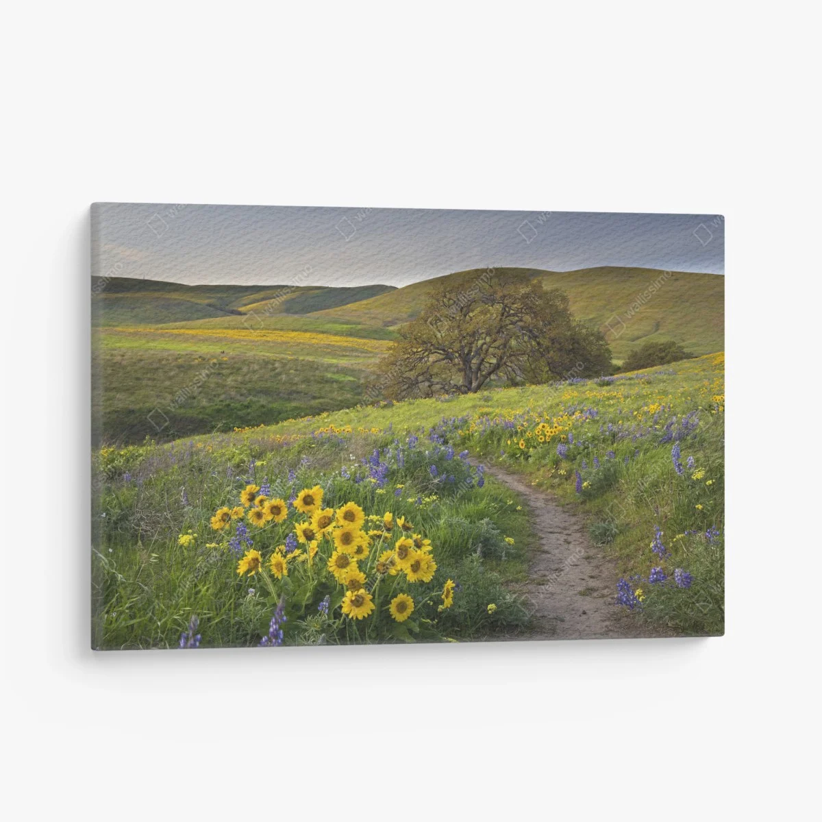 Cuadro en lienzo sendero entre flores silvestres en pradera – Pixers® Cuadro en lienzo sendero entre flores silvestres en pradera – Pixers®