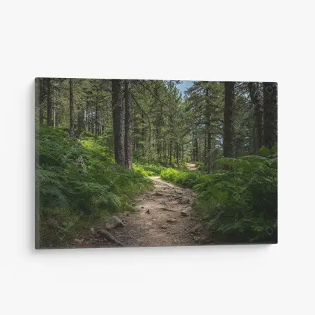 Cuadro en lienzo sendero boscoso bañado de luz entre helechos – Pixers®