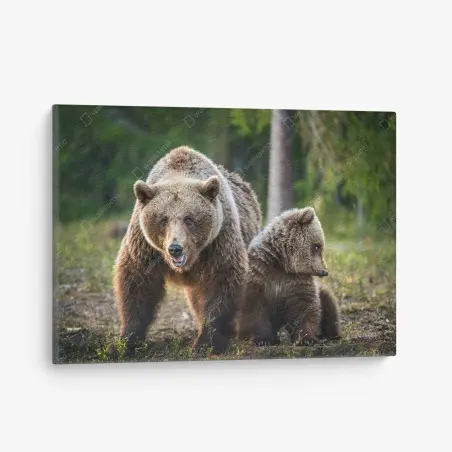Cuadro en lienzo osa parda y cachorro en el bosque – Pixers®