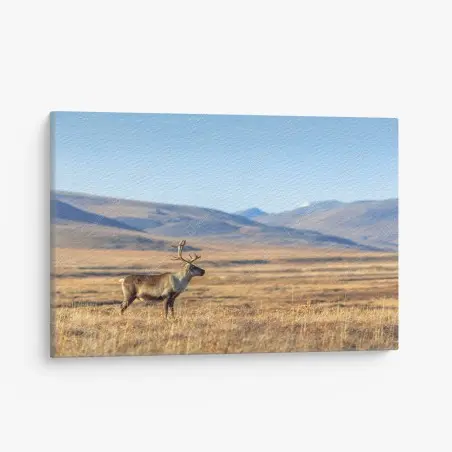 Cuadro en lienzo reno solitario en la tundra de Chukotka, Siberia – Pixers®