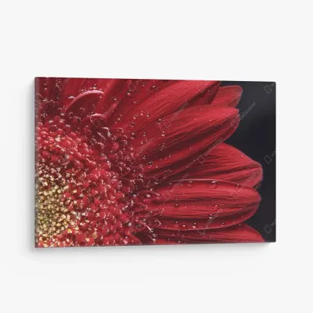Cuadro en lienzo gerbera roja en primer plano con gotas – Pixers®