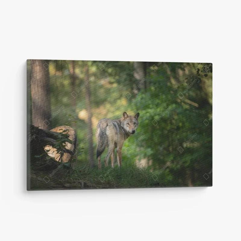 Cuadro en lienzo lobo en el bosque al amanecer
