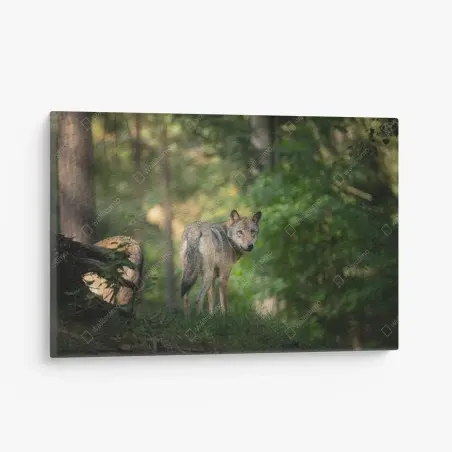 Cuadro en lienzo lobo en el bosque al amanecer – Pixers®