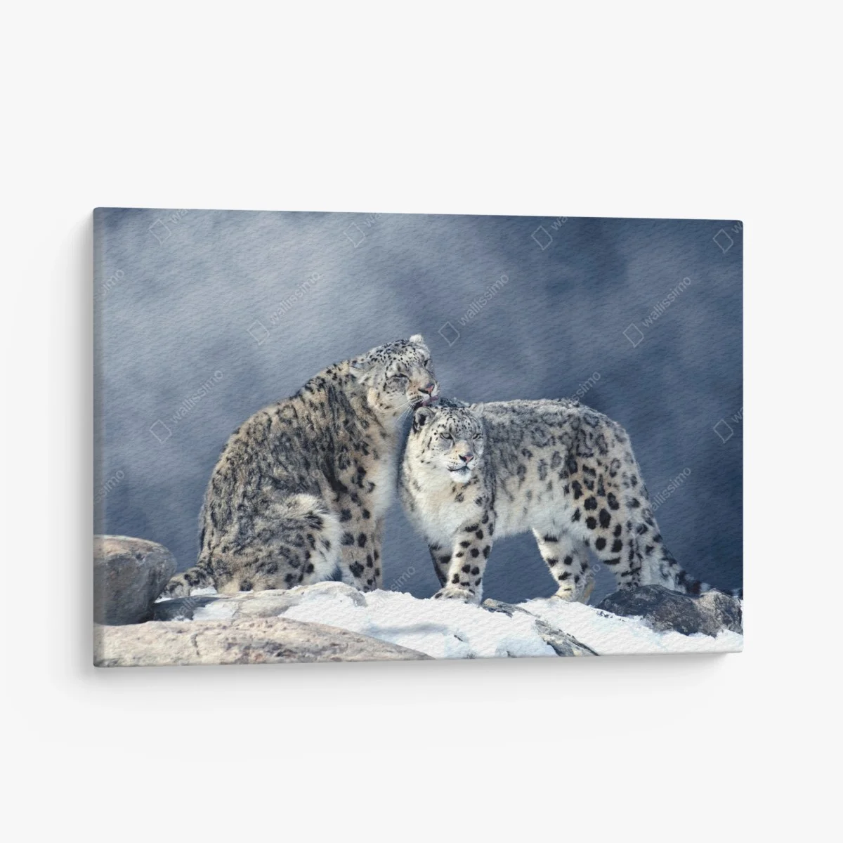 Cuadro en lienzo pareja de leopardos de las nieves en paisaje invernal – Pixers® Cuadro en lienzo pareja de leopardos de las nieves en paisaje invernal – Pixers®