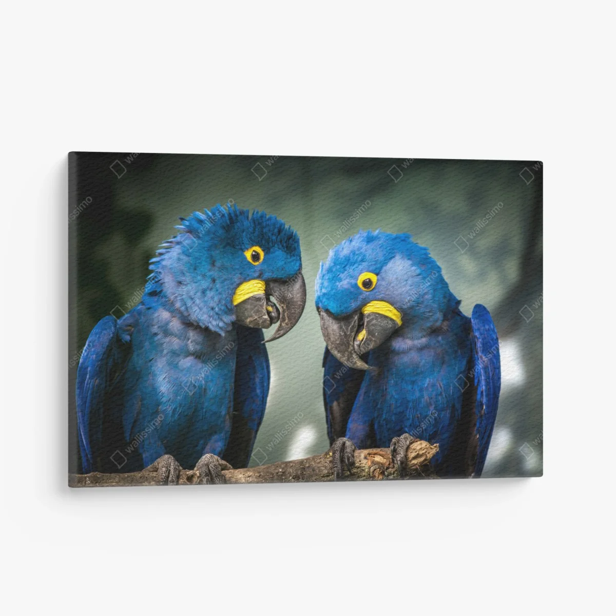 Cuadro en lienzo pareja de guacamayos jacintos en rama – Pixers® Cuadro en lienzo pareja de guacamayos jacintos en rama – Pixers®