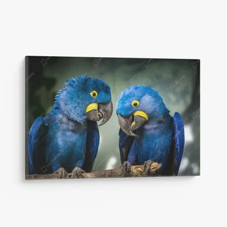 Cuadro en lienzo pareja de guacamayos jacintos en rama – Pixers®