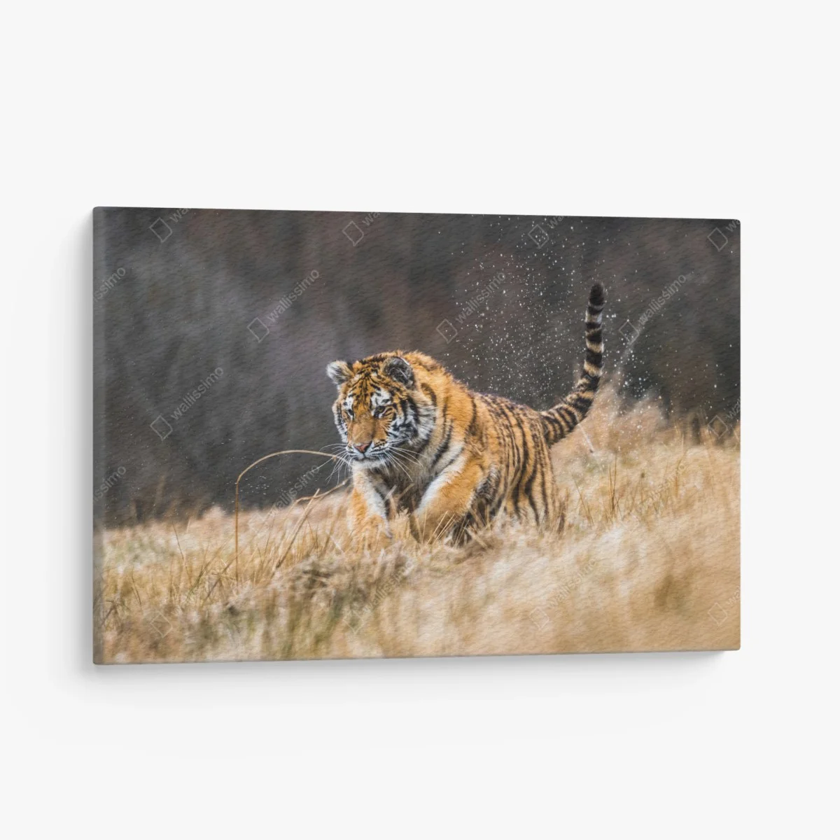 Cuadro en lienzo tigre siberiano en la pradera: fuerza en movimiento – Pixers® Cuadro en lienzo tigre siberiano en la pradera: fuerza en movimiento – Pixers®