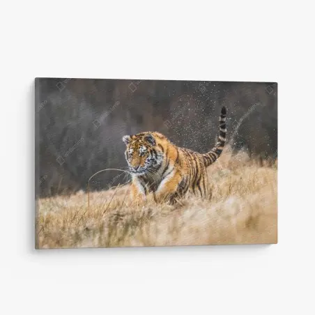 Cuadro en lienzo tigre siberiano en la pradera: fuerza en movimiento – Pixers®
