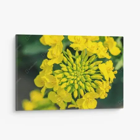 Cuadro en lienzo detalle floral de colza amarilla – Pixers®