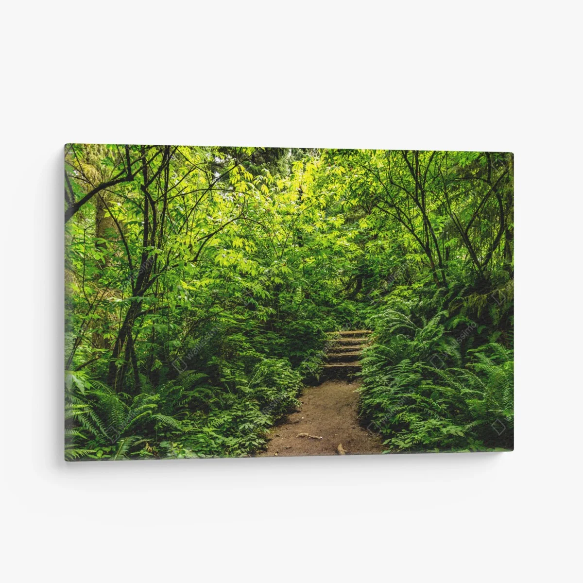 Cuadro en lienzo sendero entre helechos en bosque verde – Pixers® Cuadro en lienzo sendero entre helechos en bosque verde – Pixers®