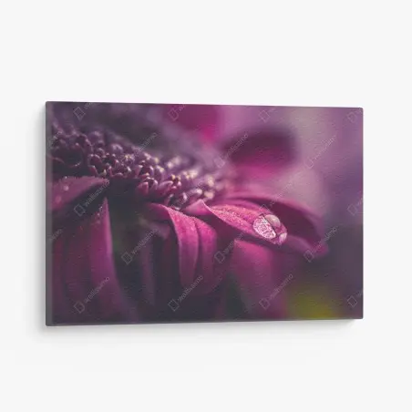 Cuadro en lienzo pétalo púrpura con gota de rocío – Pixers®