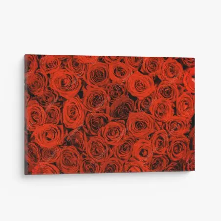 Cuadro en lienzo rosas rojas en abundancia – Pixers®