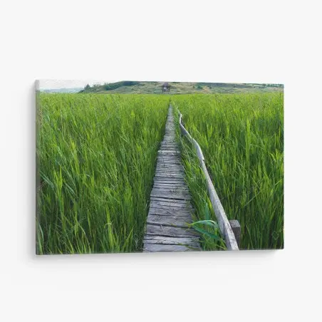 Cuadro en lienzo sendero de madera entre juncos hacia la cabaña – Pixers®