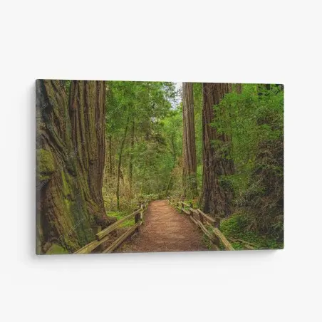 Cuadro en lienzo sendero entre secuoyas milenarias – Pixers®