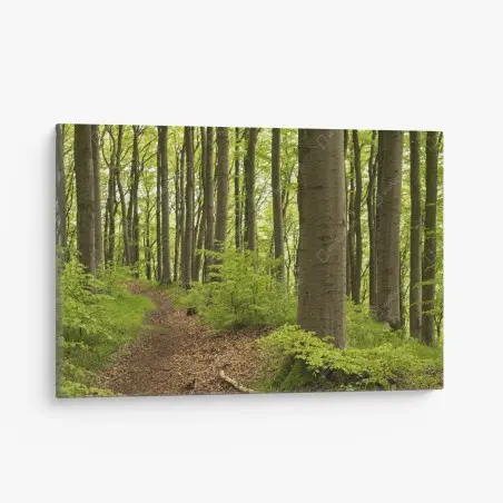 Cuadro en lienzo sendero en el bosque de hayas – Pixers®