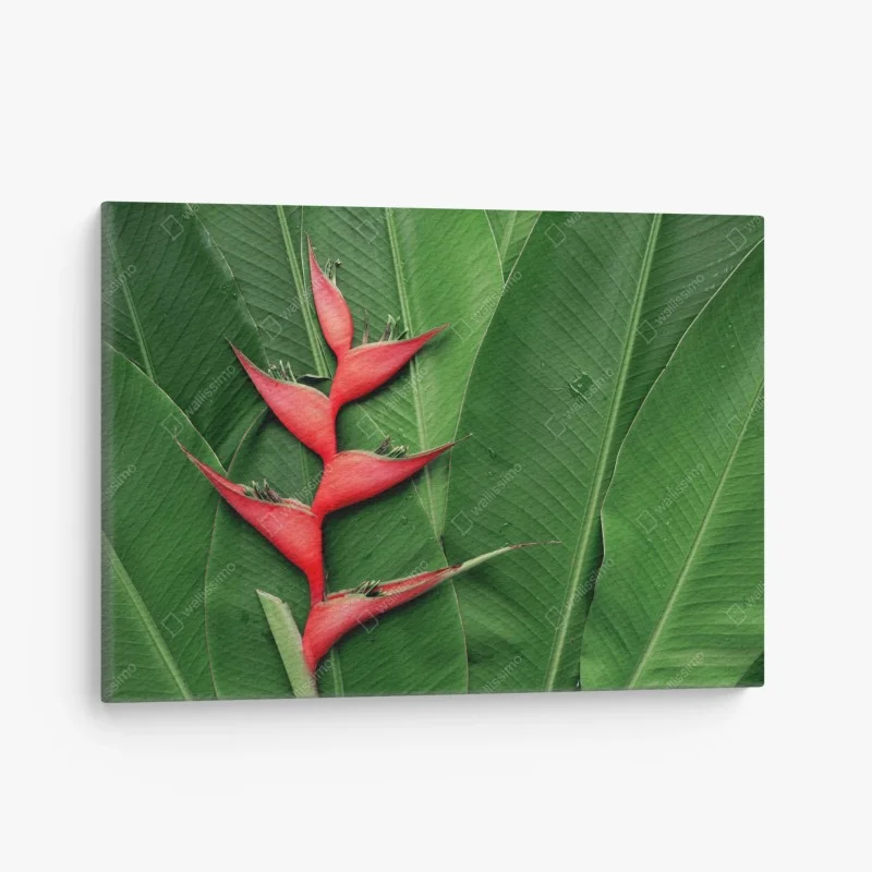 Cuadro en lienzo heliconia roja sobre hojas tropicales