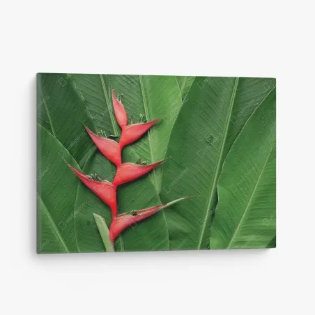 Cuadro en lienzo heliconia roja sobre hojas tropicales – Pixers®