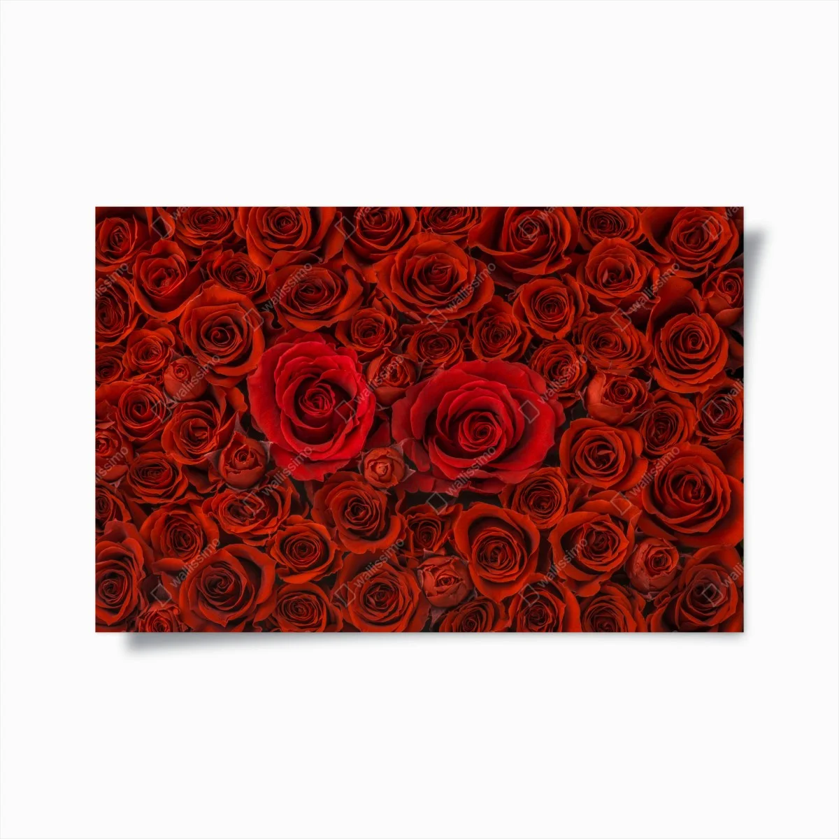 Póster composición de rosas rojas – Pixers® Póster composición de rosas rojas – Pixers®