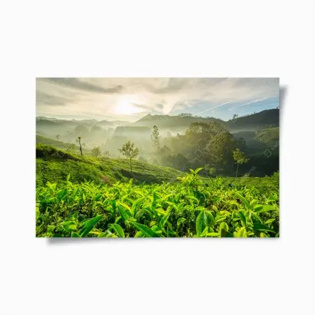 Póster amanecer sobre plantaciones de té en Munnar – Pixers®