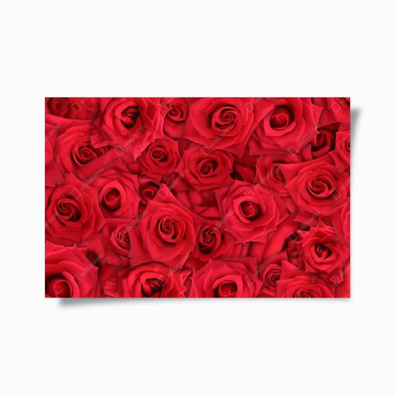 Póster abundancia de rosas rojas