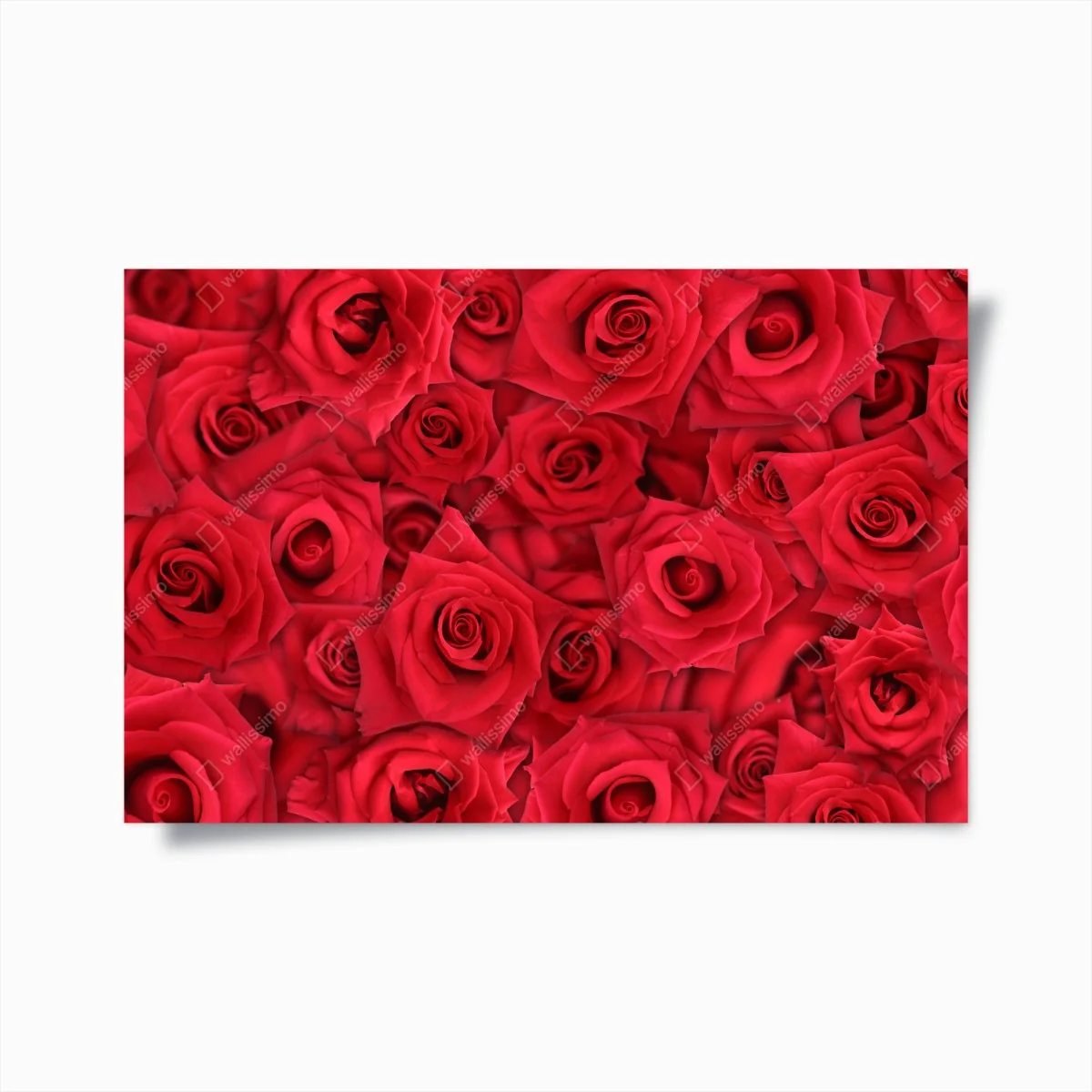 Póster abundancia de rosas rojas – Pixers® Póster abundancia de rosas rojas – Pixers®