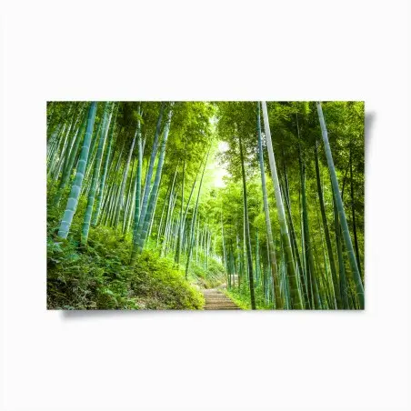 Póster sendero entre bambúes en bosque sereno – Pixers®
