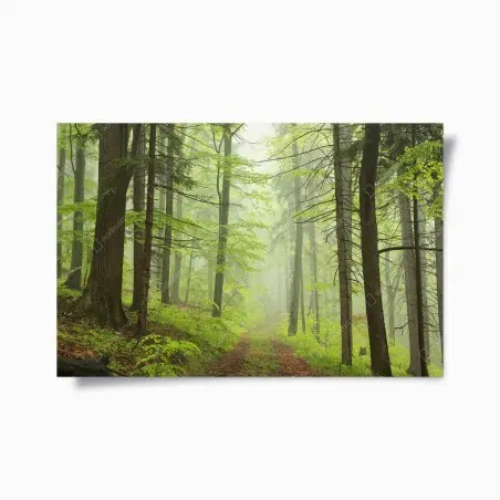 Póster sendero en bosque brumoso – Pixers®