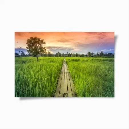 Póster sendero de madera centenario entre arrozales en Khonburi, Nakhon Ratchasima, Tailandia – Pixers®