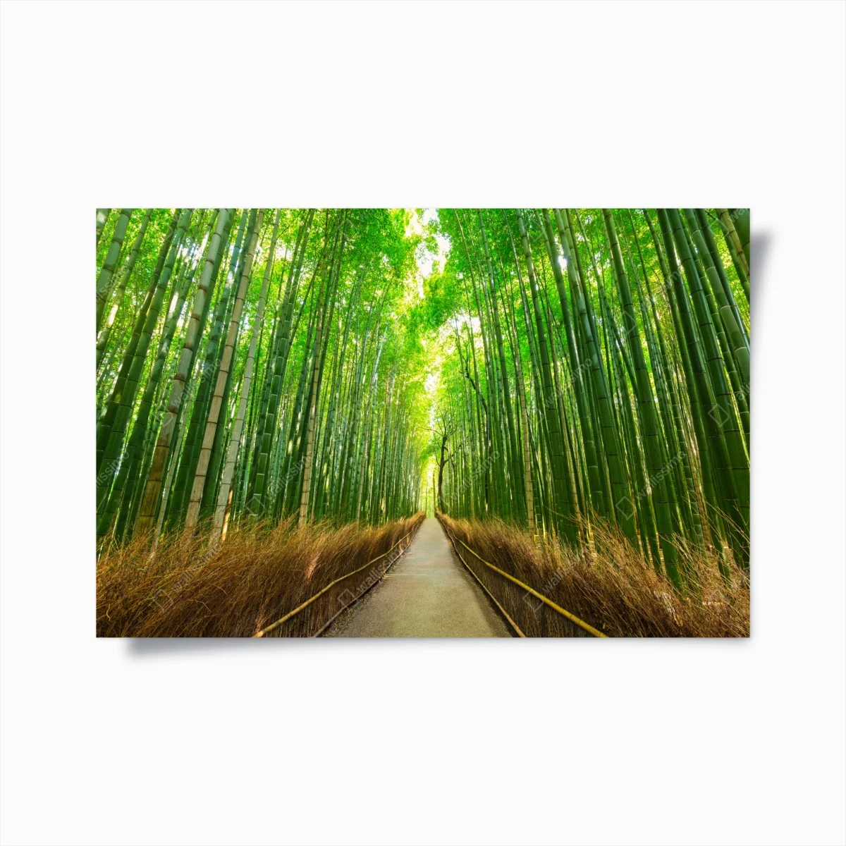 Póster paseo sereno en el bosque de bambú de Arashiyama, Kyoto – Pixers® Póster paseo sereno en el bosque de bambú de Arashiyama, Kyoto – Pixers®