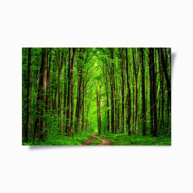 Póster bosque esmeralda con sendero entre árboles