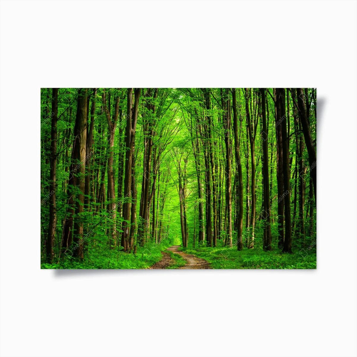 Póster bosque esmeralda con sendero entre árboles – Pixers® Póster bosque esmeralda con sendero entre árboles – Pixers®
